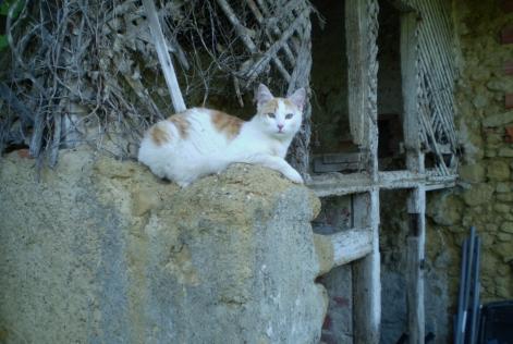 Alerte Disparition Chat Mâle , 8 ans Marciac France