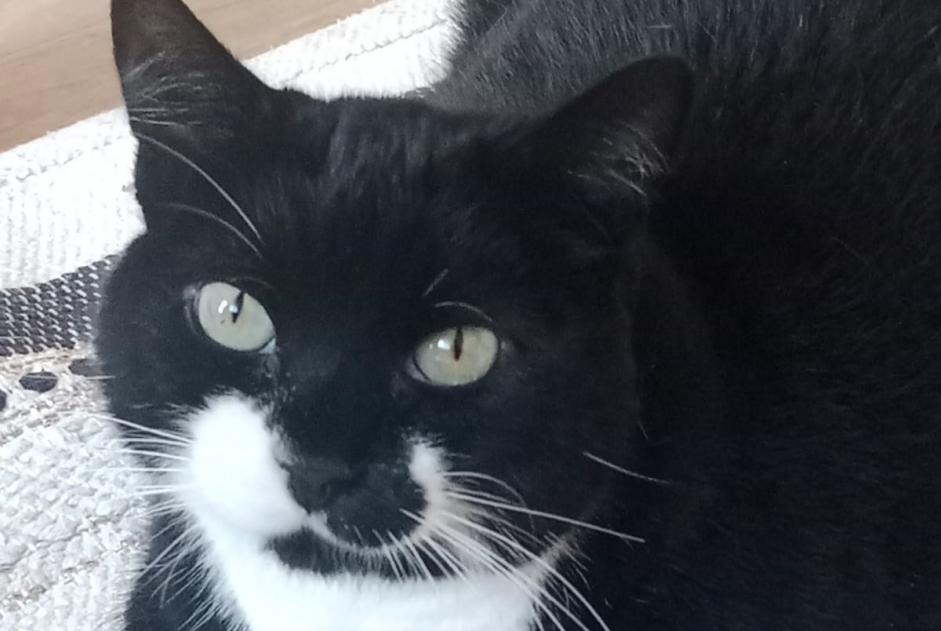 Alerte Disparition Chat Femelle , 9 ans Bordeaux France