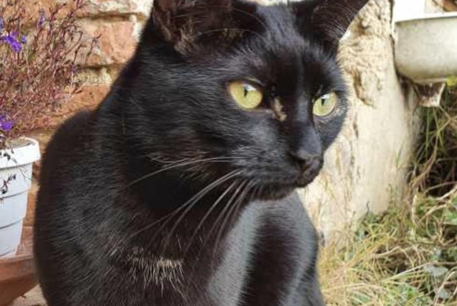 Alerte Disparition Chat Mâle , 5 ans Guignen France