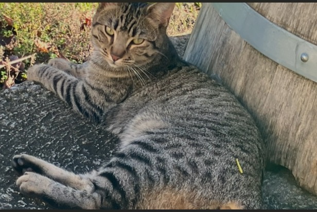 Avviso scomparsa Gatto  Maschio , 2 anni Saint-Jean-de-Blaignac Francia