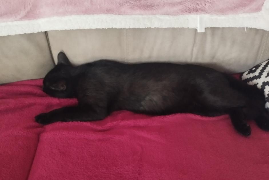Avviso scomparsa Gatto Maschio , 3 anni Libourne Francia